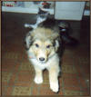 Puppy Toby in 1990 (click to enlarge)